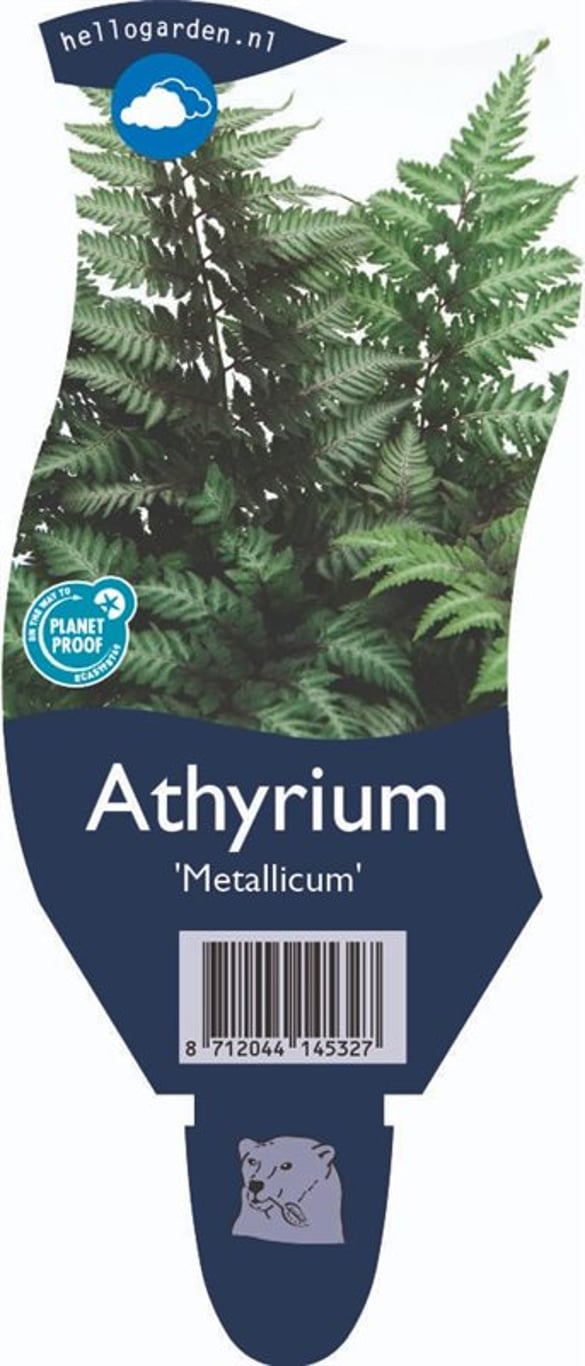 Athyrium niponicum 'Metallicum' - P11